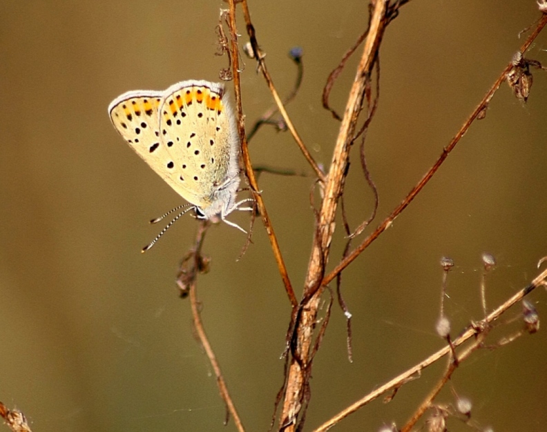 IDENTIFICAZIONE FARFALLE PARCO DEL TICINO